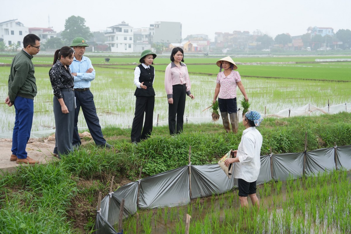 Hà Nội: Xã Quảng Oai kiểm tra tình hình sản xuất vụ Xuân, tạo động lực phát triển kinh tế địa phương