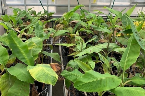 Australia lập bản đồ gen kháng bệnh héo rũ trên chuối hoang dã