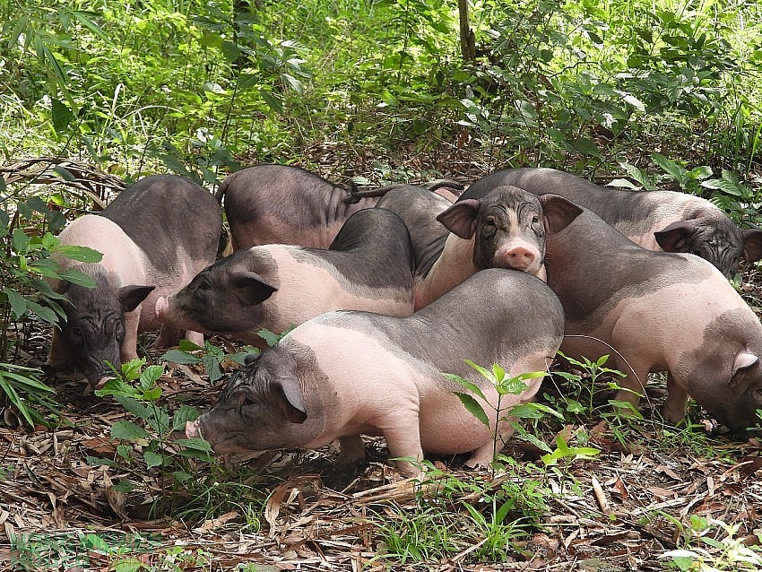 Giống lợn Móng Cái.