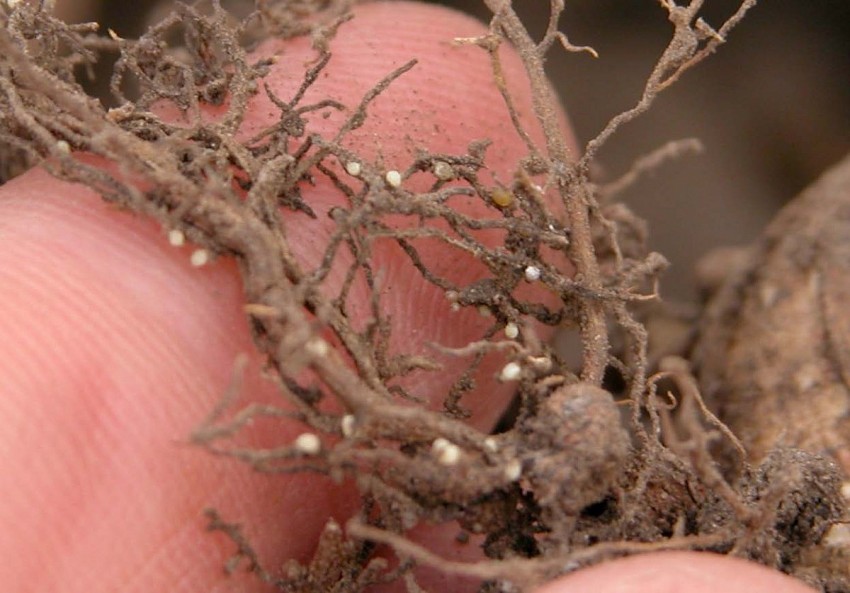 Giải pháp mới mở ra khả năng kiểm soát tuyến trùng nang đậu tương tại Hoa Kỳ