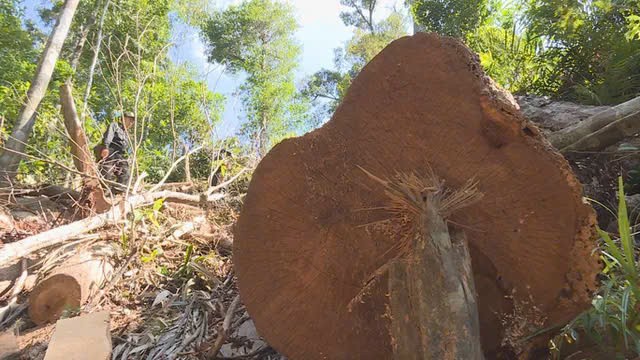 Giám đốc Công ty TNHH MTV Lâm nghiệp Ea Kar bị bắt để điều tra về hành vi Nhận hối lộ