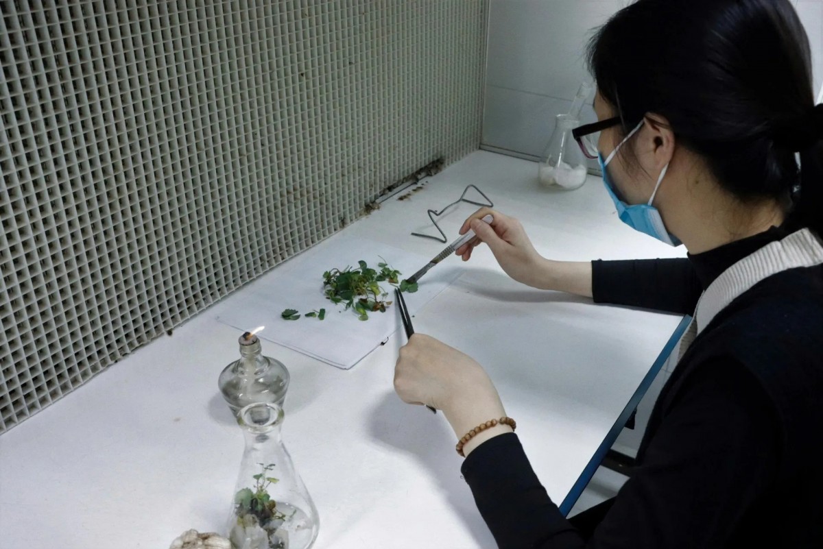 Đẩy mạnh nghiên cứu khoa học trong bảo tồn, nghiên cứu dược liệu