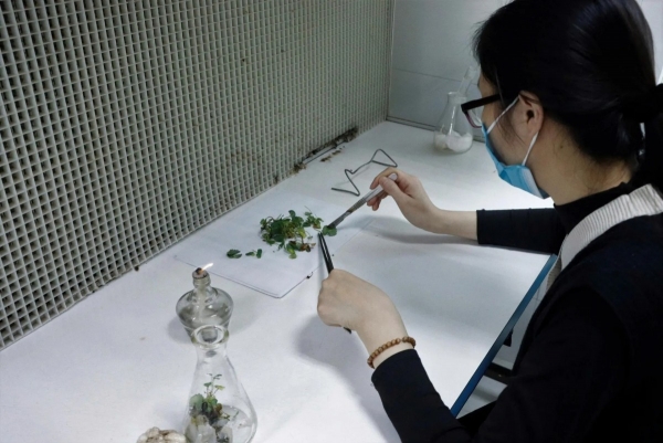 Đẩy mạnh nghiên cứu khoa học trong bảo tồn, nghiên cứu dược liệu