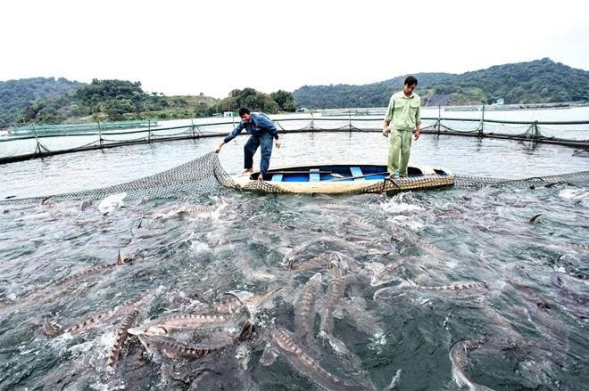 Lâm Đồng: Xây dựng và phát triển thương hiệu cá nước lạnh