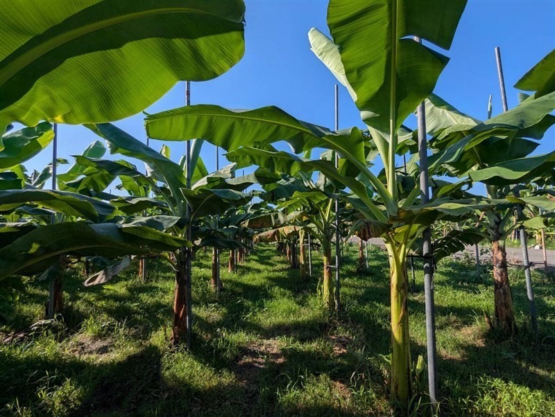 Đài Loan đạt bước tiến mới trong chọn tạo giống chuối kháng bệnh Panama TR4