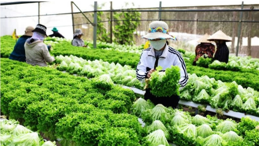 Đẩy mạnh cuộc cách mạng khoa học - kĩ thuật trong nông nghiệp Việt Nam