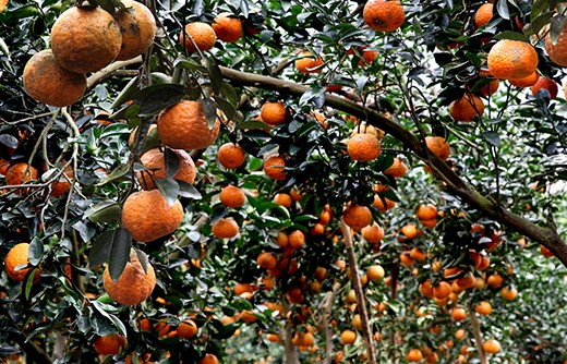 Hữu cơ hoá - Hướng đi bền vững cho nông nghiệp Tuyên Quang