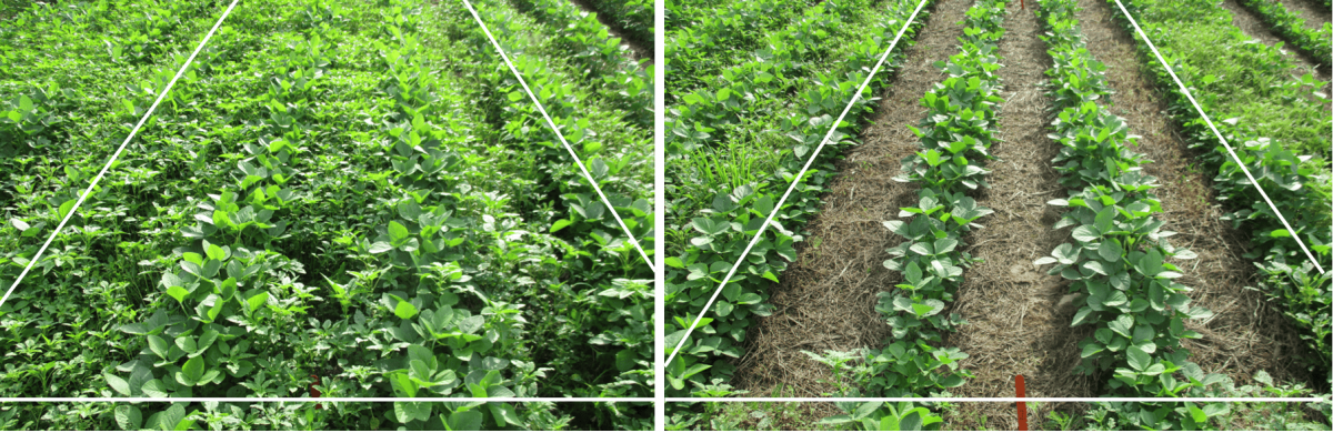 Kiểm soát cỏ dại đạt hiệu quả giúp ngô và đậu tương phát triển tại Hoa Kỳ