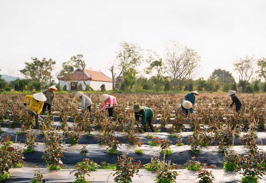 Nghệ An đặt “tam nông” vào vị trí chiến lược: Kiến tạo nền nông nghiệp xanh, hiện đại và bền vững