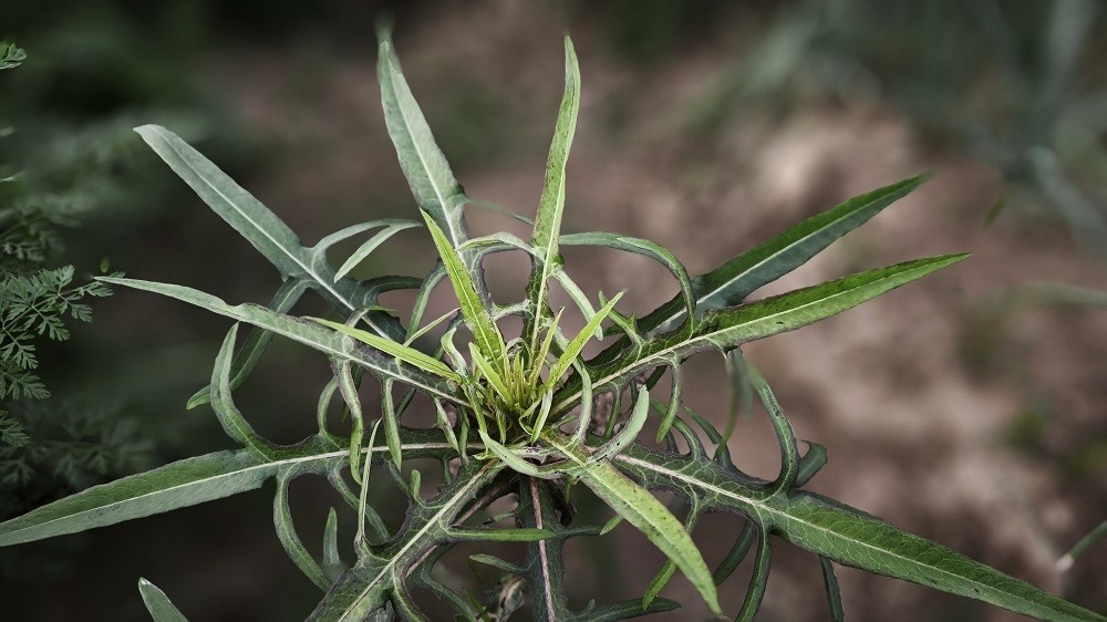 Bồ công anh: Từ thân phận "cỏ dại" đến triết lý của người biết sống chậm