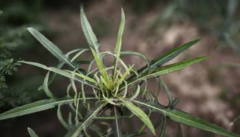 Bồ công anh: Giá trị kép trong vườn nhà