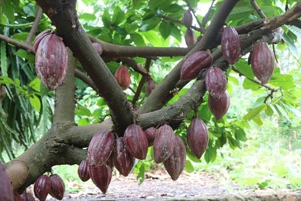 “Thu nhập kép” từ trồng xen ca cao   trong vườn dừa