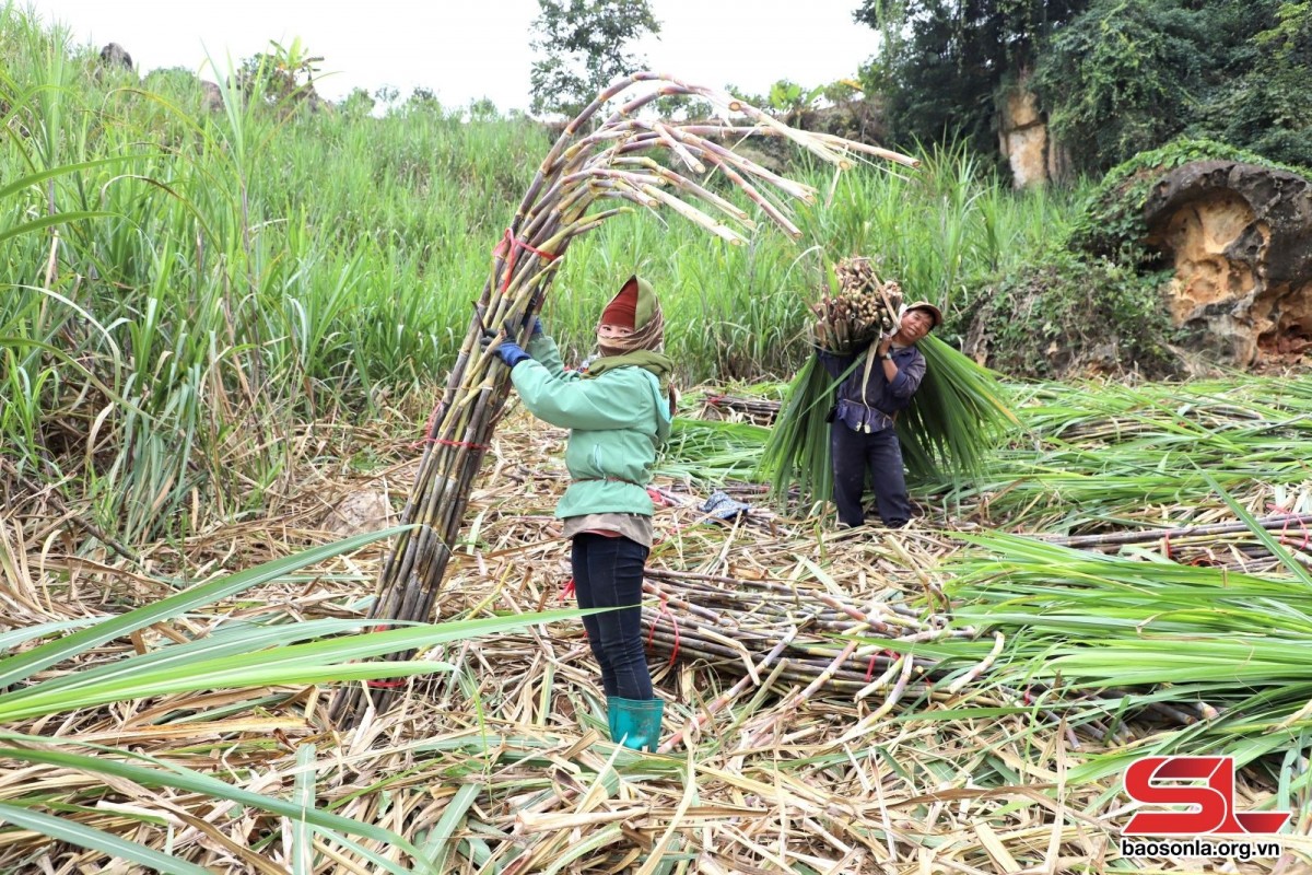 Chiềng Sại vào vụ mía: Xây dựng vùng nguyên liệu ổn định, nâng cao thu nhập