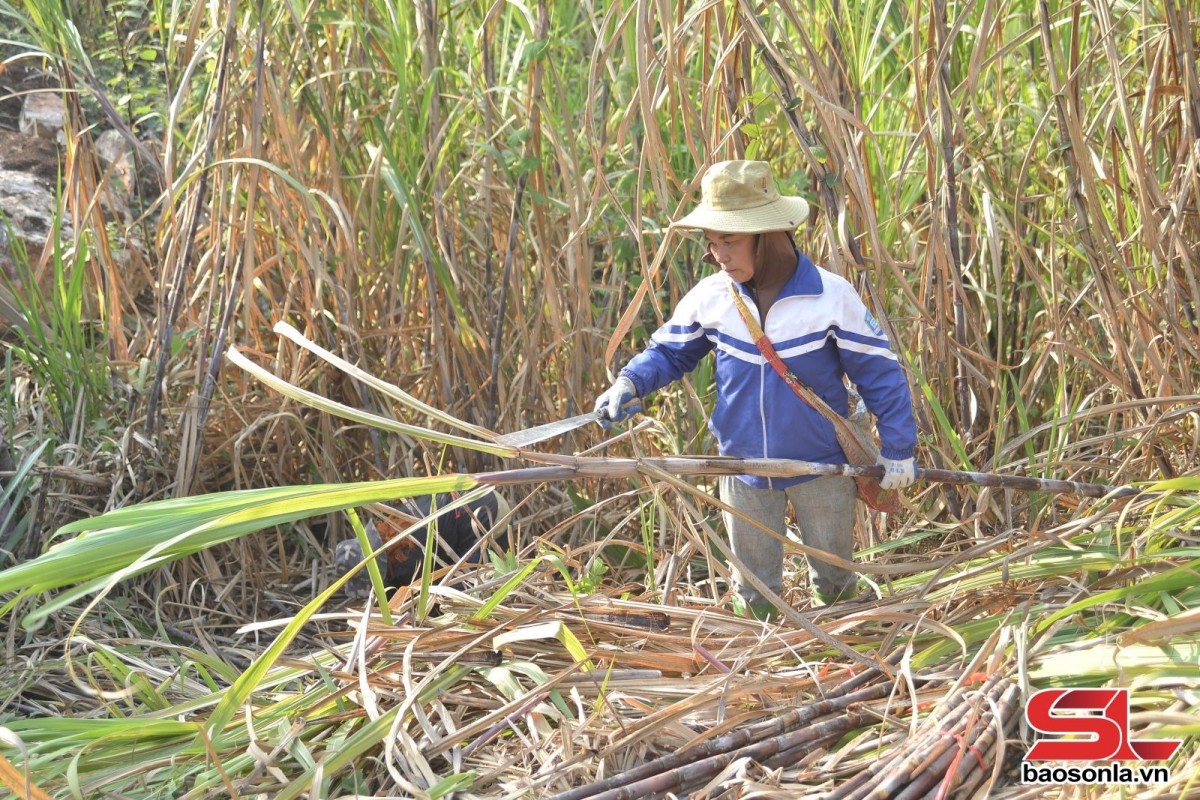 Chiềng Sại vào vụ mía: Xây dựng vùng nguyên liệu ổn định, nâng cao thu nhập