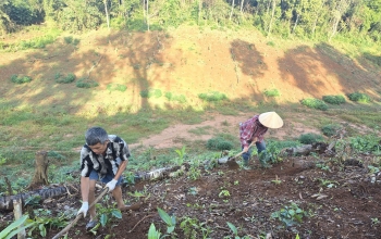 Điện Biên quyết tâm mở rộng diện tích cà phê lên hơn 20.000ha