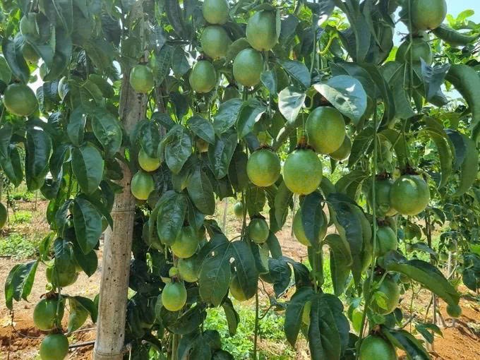 Lâm Đồng: Nhiều tồn tại trong quản lý, sử dụng đất tại Công ty TNHH Sun Fong