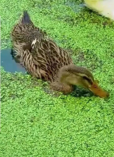 Nuôi vịt thịt bằng bèo tấm: Chi phí thấp, thịt thơm ngon không mùi hôi