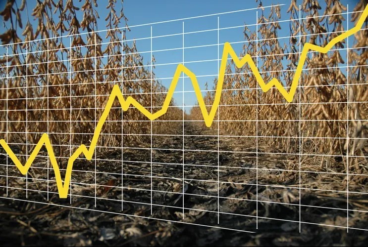 Đậu tương phục hồi nhờ tín hiệu từ Trung Quốc, thị trường ngũ cốc đối mặt biến động mới