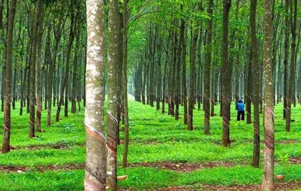 Doanh nghiệp chế biến cao su tại Đồng Nai: Nỗ lực xanh hóa sản xuất và những rào cản pháp lý cần tháo gỡ