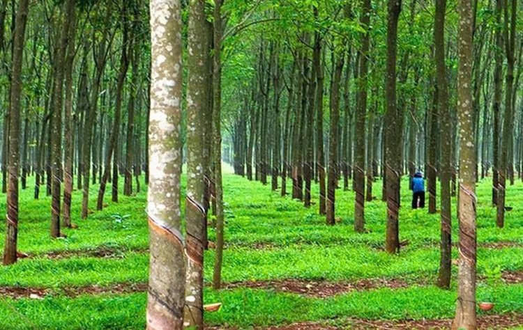 Doanh nghiệp chế biến cao su tại Đồng Nai: Nỗ lực xanh hóa sản xuất và những rào cản pháp lý cần tháo gỡ