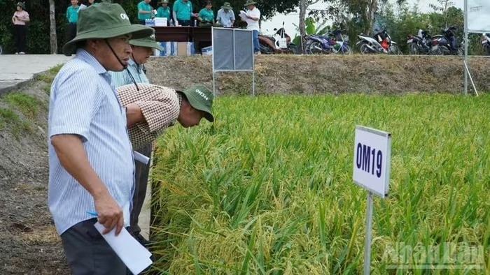 Giống lúa mới mở hướng phát triển phân khúc gạo chất lượng cao