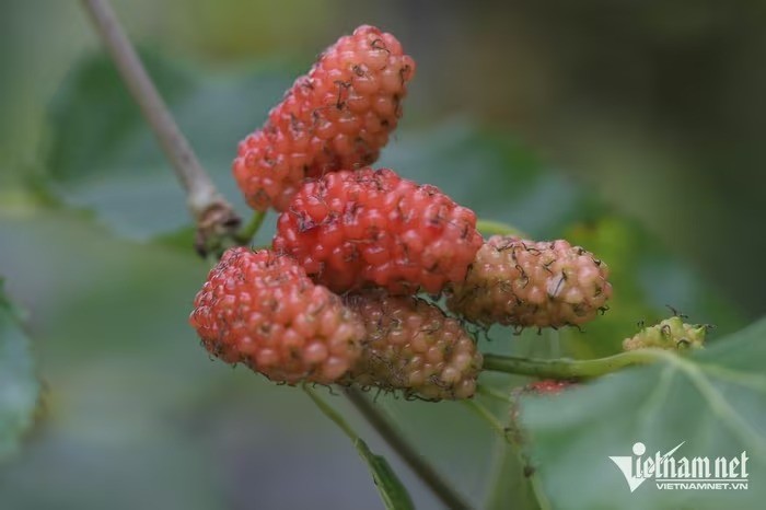 Loại quả vào mùa bán đầy chợ, vừa giải nhiệt vừa tốt cho tim mạch