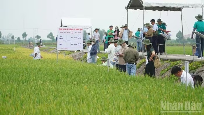 Giống lúa mới mở hướng phát triển phân khúc gạo chất lượng cao