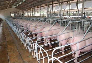 Lâm Đồng: Xã biên giới Thuận Hạnh đột phá chiến lược phát triển chăn nuôi hiện đại, bền vững