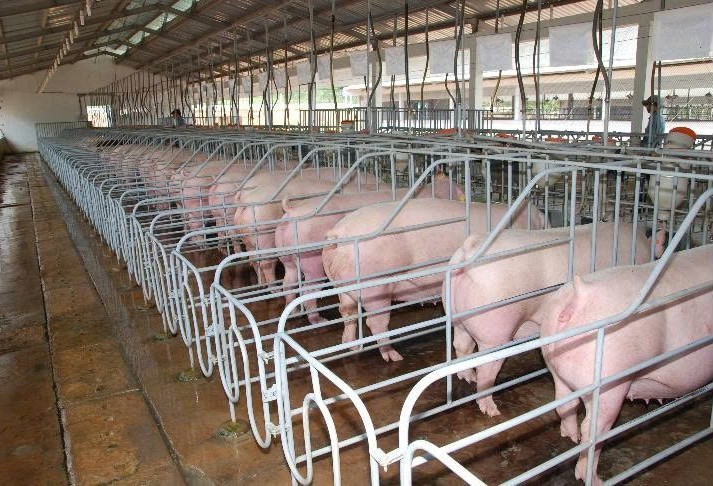 Lâm Đồng: Xã biên giới Thuận Hạnh đột phá chiến lược phát triển chăn nuôi hiện đại, bền vững