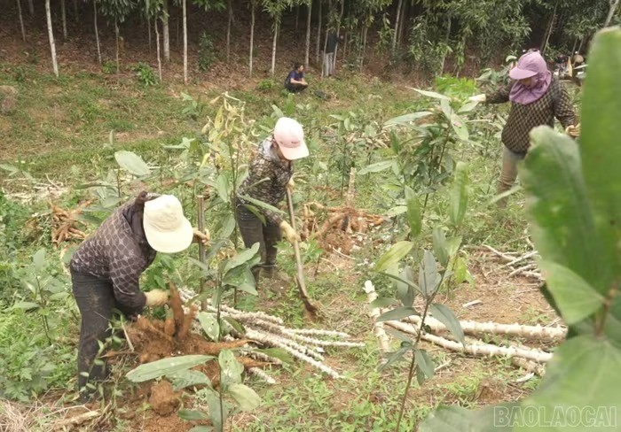 Từ cây cứu đói đến nguyên liệu công nghiệp thực phẩm