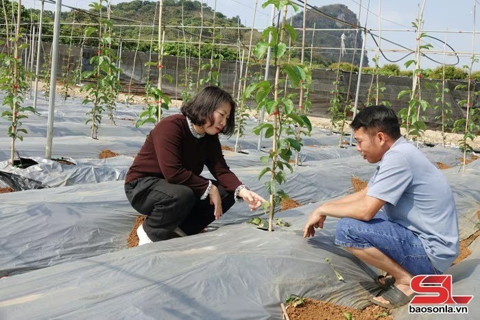Chủ động bảo vệ cây trồng