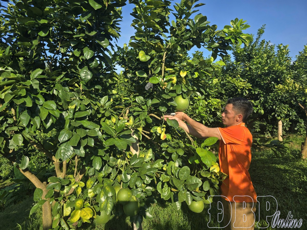 Phát triển nông nghiệp xanh - thông minh - bền vững