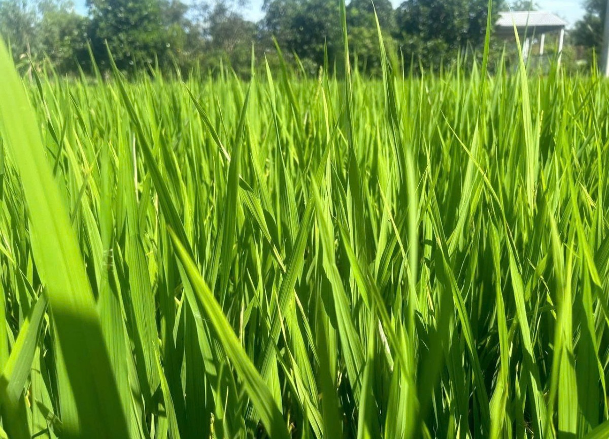 Vĩnh Long: Hơn 10.900ha lúa bị sâu bệnh gây hại