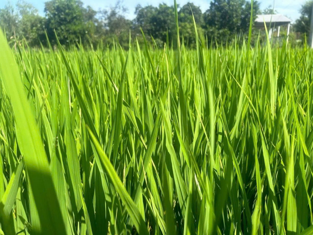 Vĩnh Long: Hơn 10.900ha lúa bị sâu bệnh gây hại