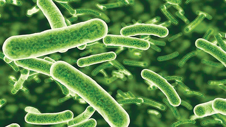 Nguyên liệu đạm thay thế bột cá trong thức ăn chăn nuôi và thủy sản &ndash; Tạp chí Thủy sản Việt Nam