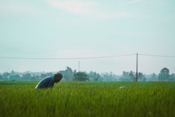 Malaysia đầu tư gần 12 triệu USD xây nhà máy tại Kedah nhằm thúc đẩy ngành lúa gạo