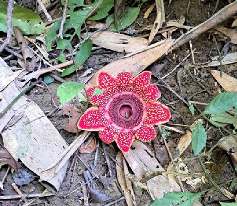 Phát hiện loài Địa nhãn Himalaya ở Vườn quốc gia Phong Nha – Kẻ Bàng