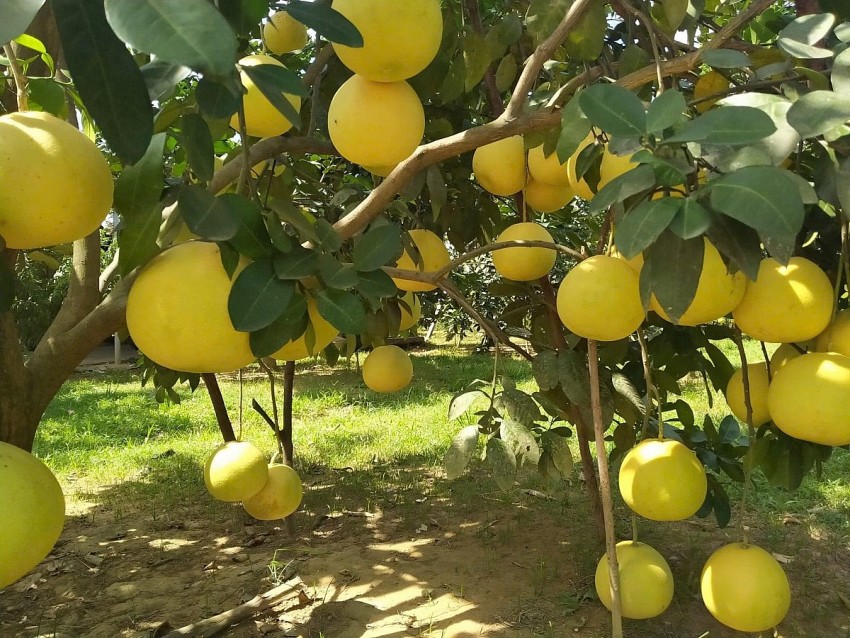 Khuyến nông Hà Tĩnh: Hành trình 32 năm khơi nguồn và sứ mệnh kiến tạo giá trị xanh