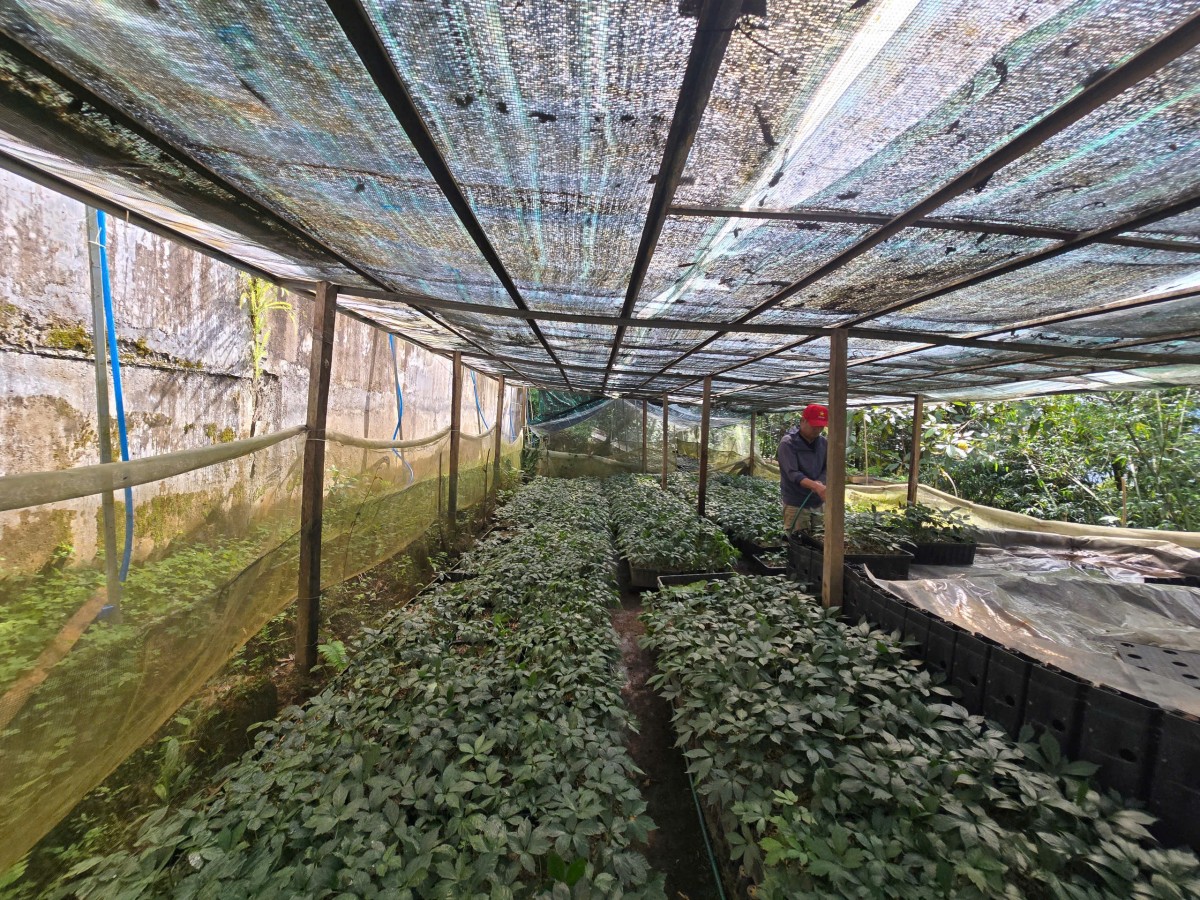 Hạt nhân chiến lược trong bảo tồn và nâng tầm “Quốc bảo” Việt Nam