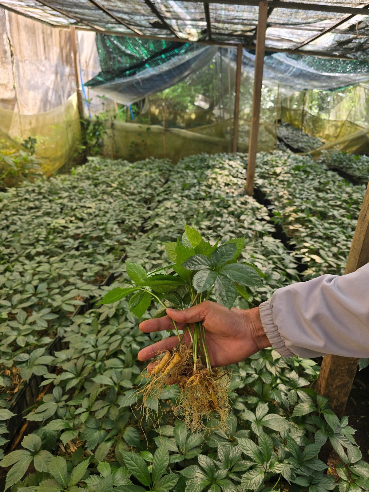 Hạt nhân chiến lược trong bảo tồn và nâng tầm “Quốc bảo” Việt Nam