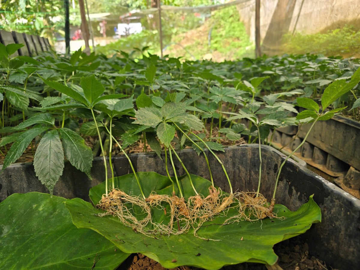 Hạt nhân chiến lược trong bảo tồn và nâng tầm “Quốc bảo” Việt Nam