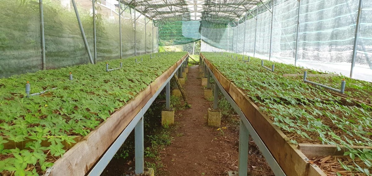 Hạt nhân chiến lược trong bảo tồn và nâng tầm “Quốc bảo” Việt Nam