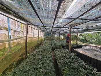Hạt nhân chiến lược trong bảo tồn và nâng tầm “Quốc bảo” Việt Nam