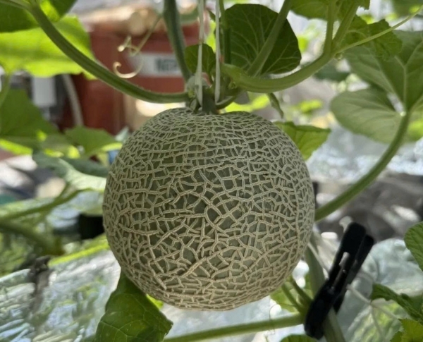 Công nghệ chỉnh sửa gen giúp dưa lưới Nhật Bản kéo dài thời hạn bảo quản tới hai tháng