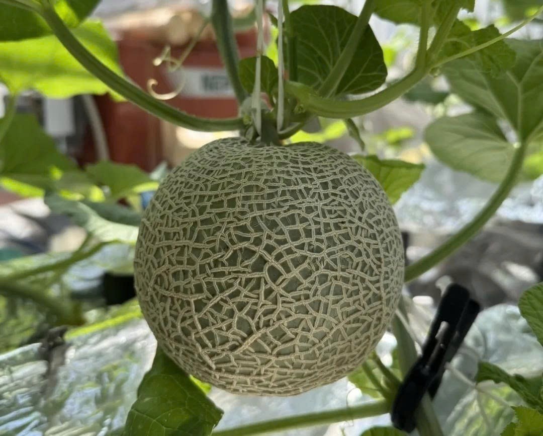 Công nghệ chỉnh sửa gen giúp dưa lưới Nhật Bản kéo dài thời hạn bảo quản tới hai tháng