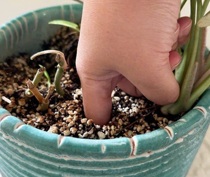 Khi gian bếp trở thành ‘kho dưỡng chất’ cho cây xanh