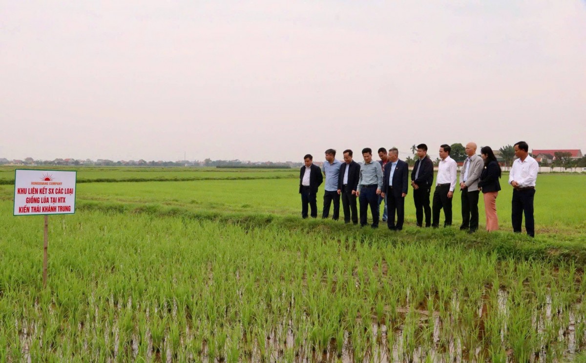 Ninh Bình: Kiểm tra tình hình sản xuất lúa vụ xuân tại xã Khánh Trung