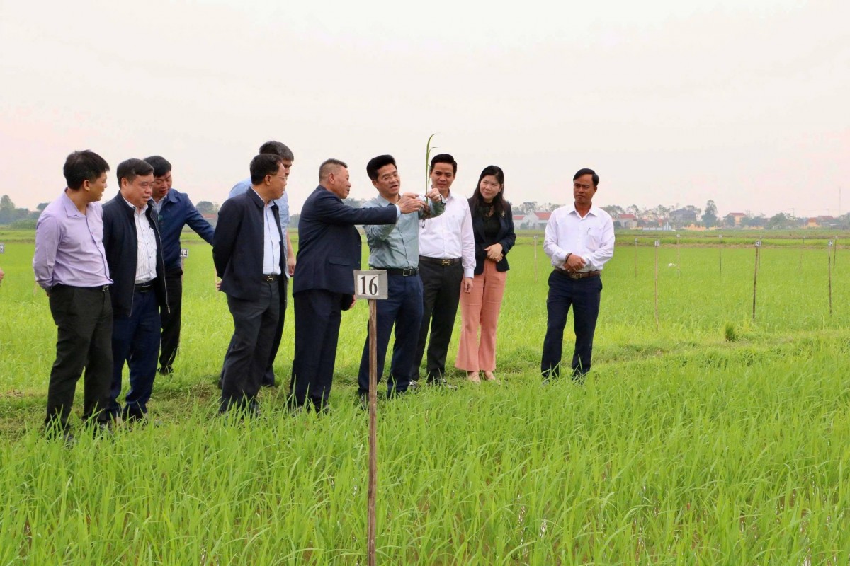 Ninh Bình: Kiểm tra tình hình sản xuất lúa vụ xuân tại xã Khánh Trung