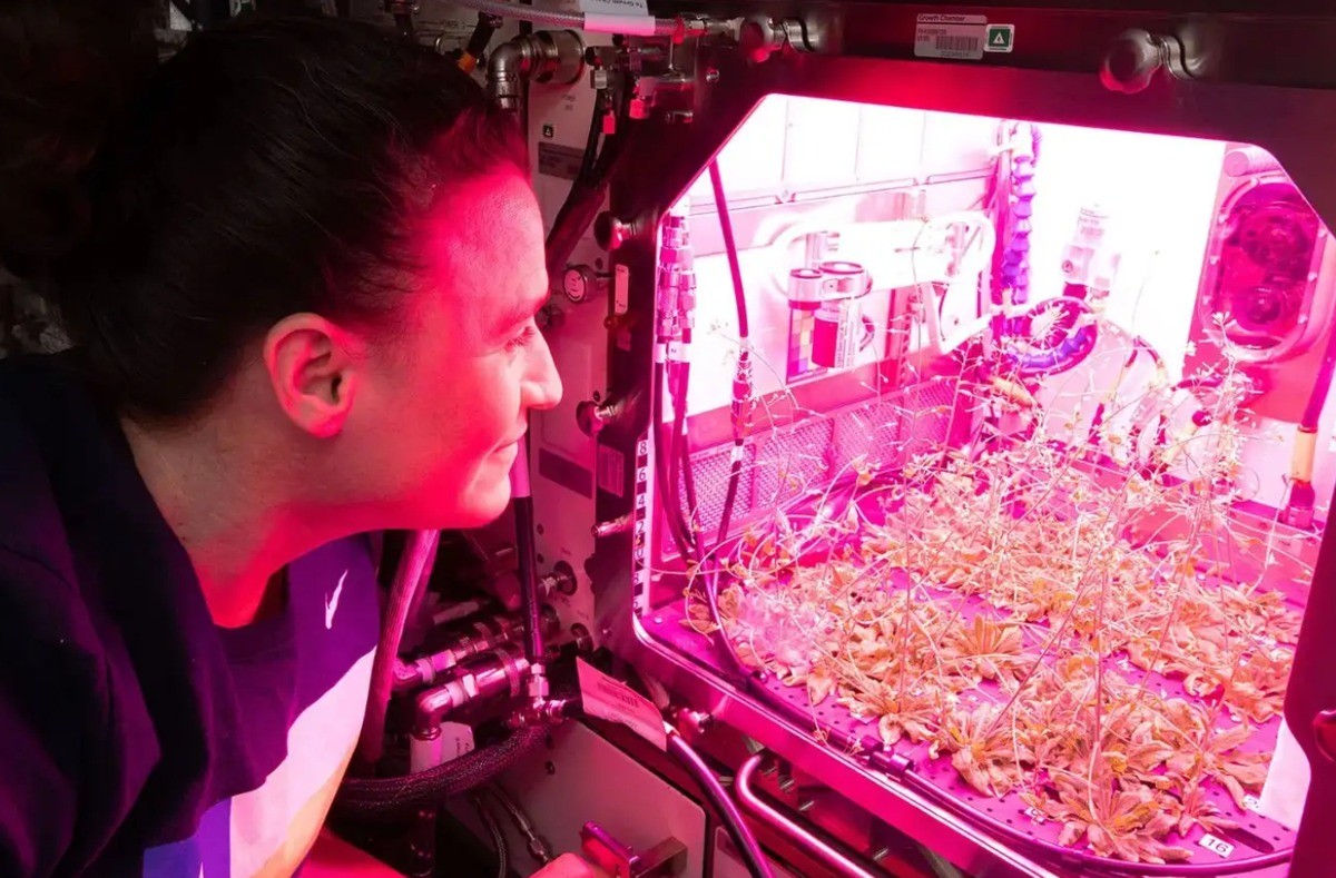 Trồng đậu gà thành công trên đất Mặt trăng mô phỏng