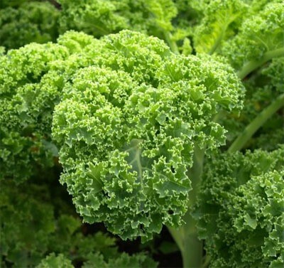 Top 5 loại rau giàu canxi hơn sữa: Giải pháp tự nhiên cho xương chắc khỏe